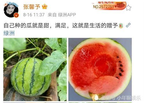 2020年娱乐圈吃瓜,瓜田李下，明星们的年度大揭秘
